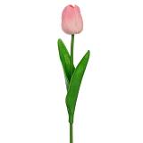 ΡΟΖ ΚΛΑΔΙ ΤΟΥΛΙΠΑ 33ΕΚ