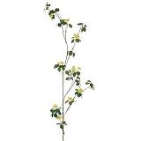 ΚΛΑΔΙ ΠΡΑΣΙΝΟ ΜΕ ΨΙΛΟΛΟΥΔΟ 116ΕΚ ΔΙΑΚΟΣΜΗΤΙΚΟ