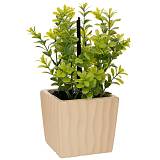 ΠΡΑΣΙΝΑΔΑ ΣΕ ΚΕΡΑΜΙΚΟ ΚΑΣΠΩ ΜΑΖΙ ΜΕ ΑΡΩΜΑΤΙΚΟ (JADE DRAGON TEA FRAGRANCE) 15Χ12Χ27ΕΚ