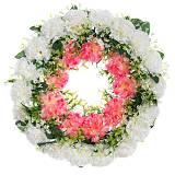 ΣΤΕΦΑΝΙ 42ΕΚ ΜΕ ΓΑΡΥΦΑΛΛΑ ΛΕΥΚΟ-ΦΟΥΞΙΑ Χ27