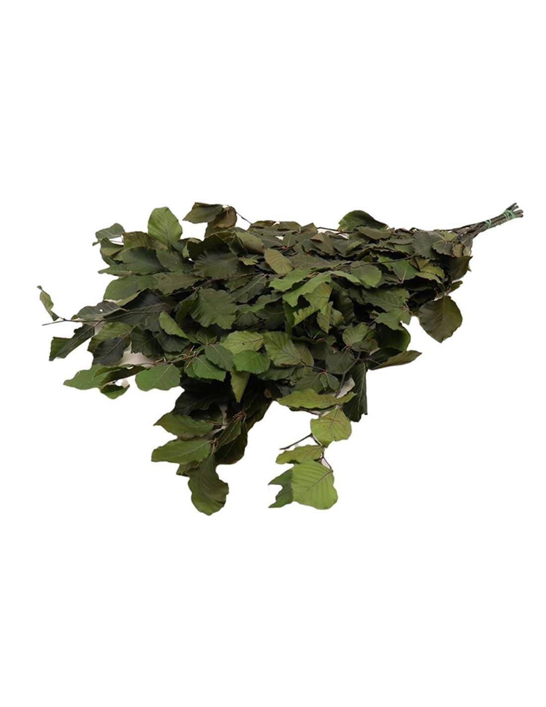 Bunch Fagus Pres. 150GR GREEN