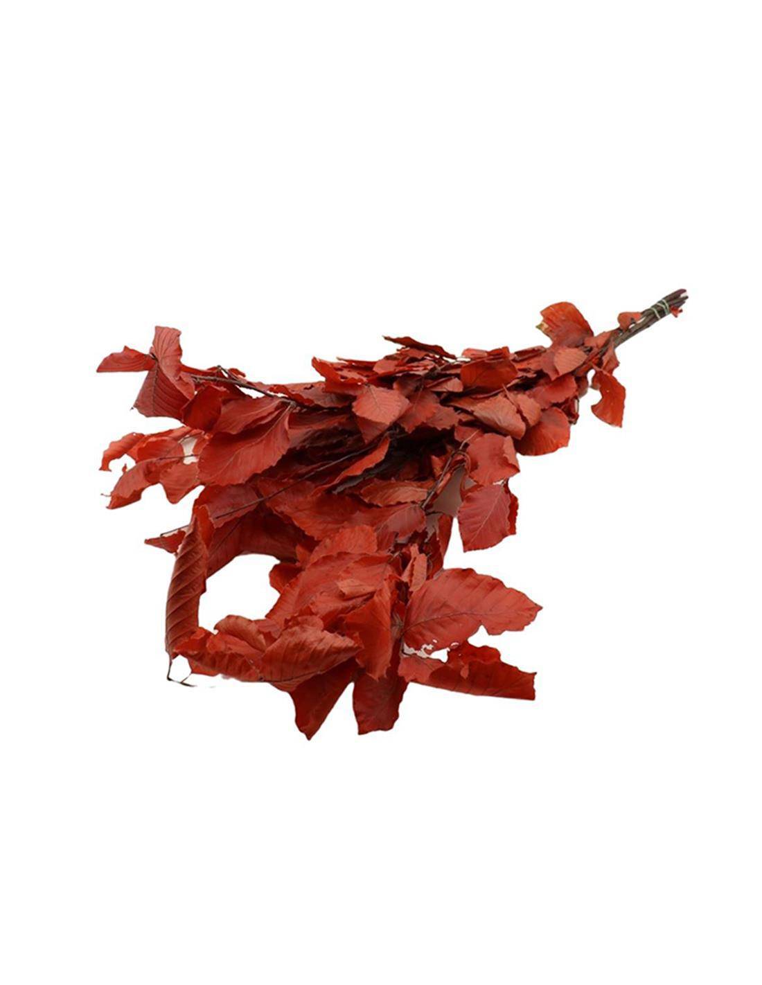 Bunch Fagus Pres. 150GR RED