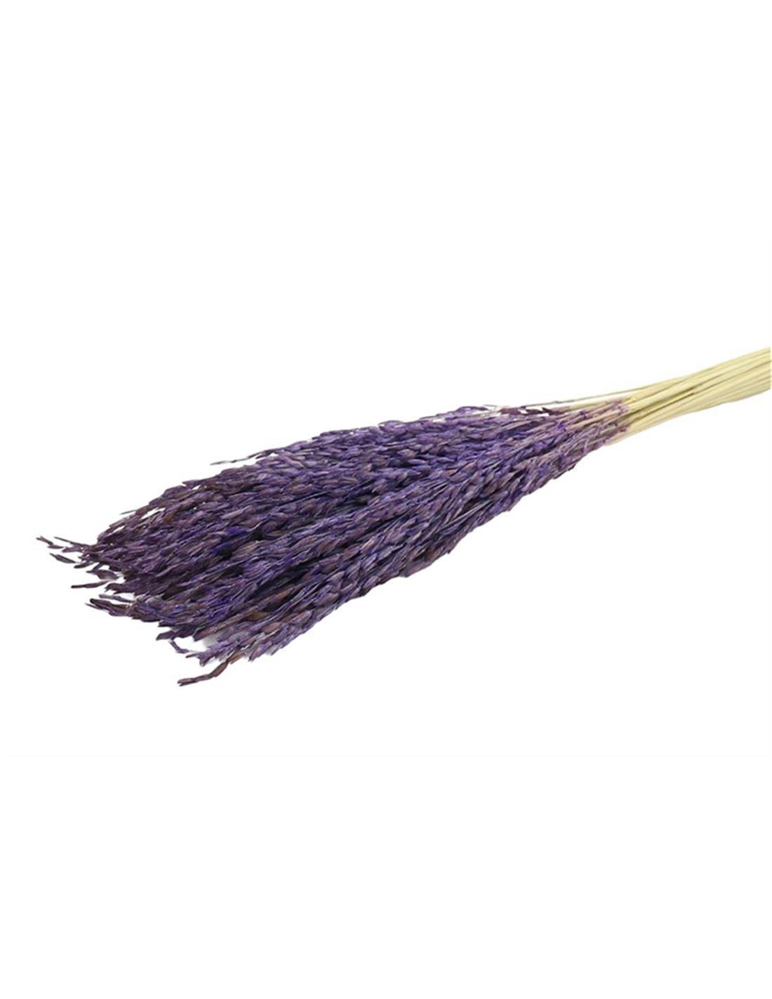 Rice Oryza PURPLE