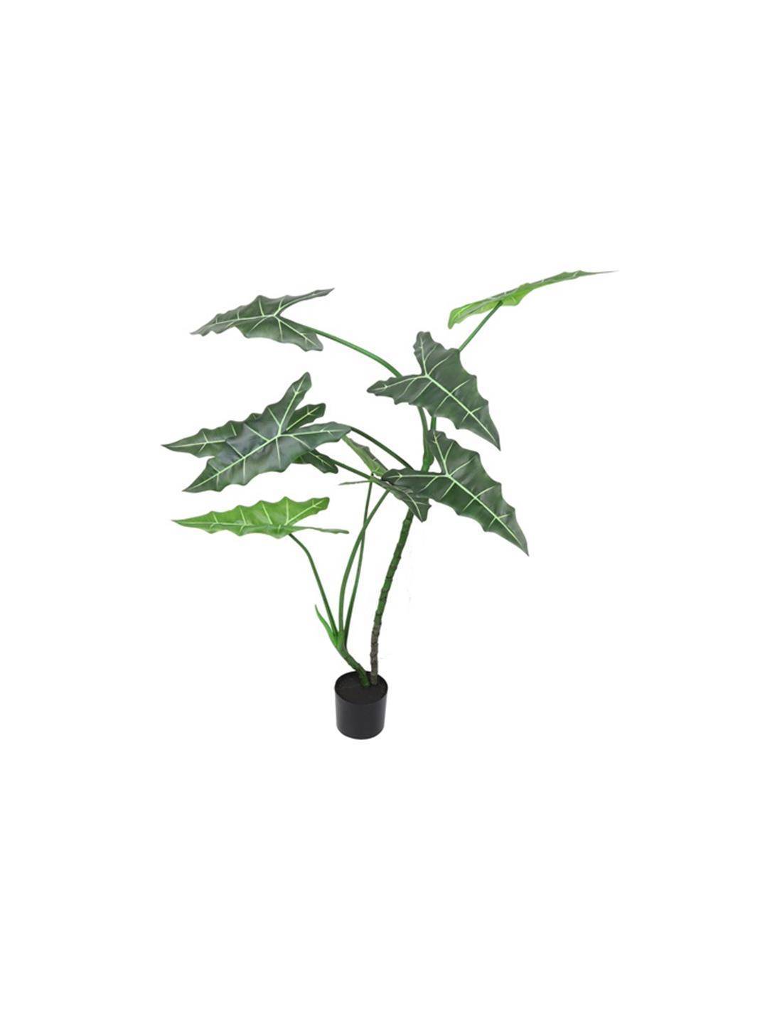 Alocasia σε κασπώ Φ120Η 170cm