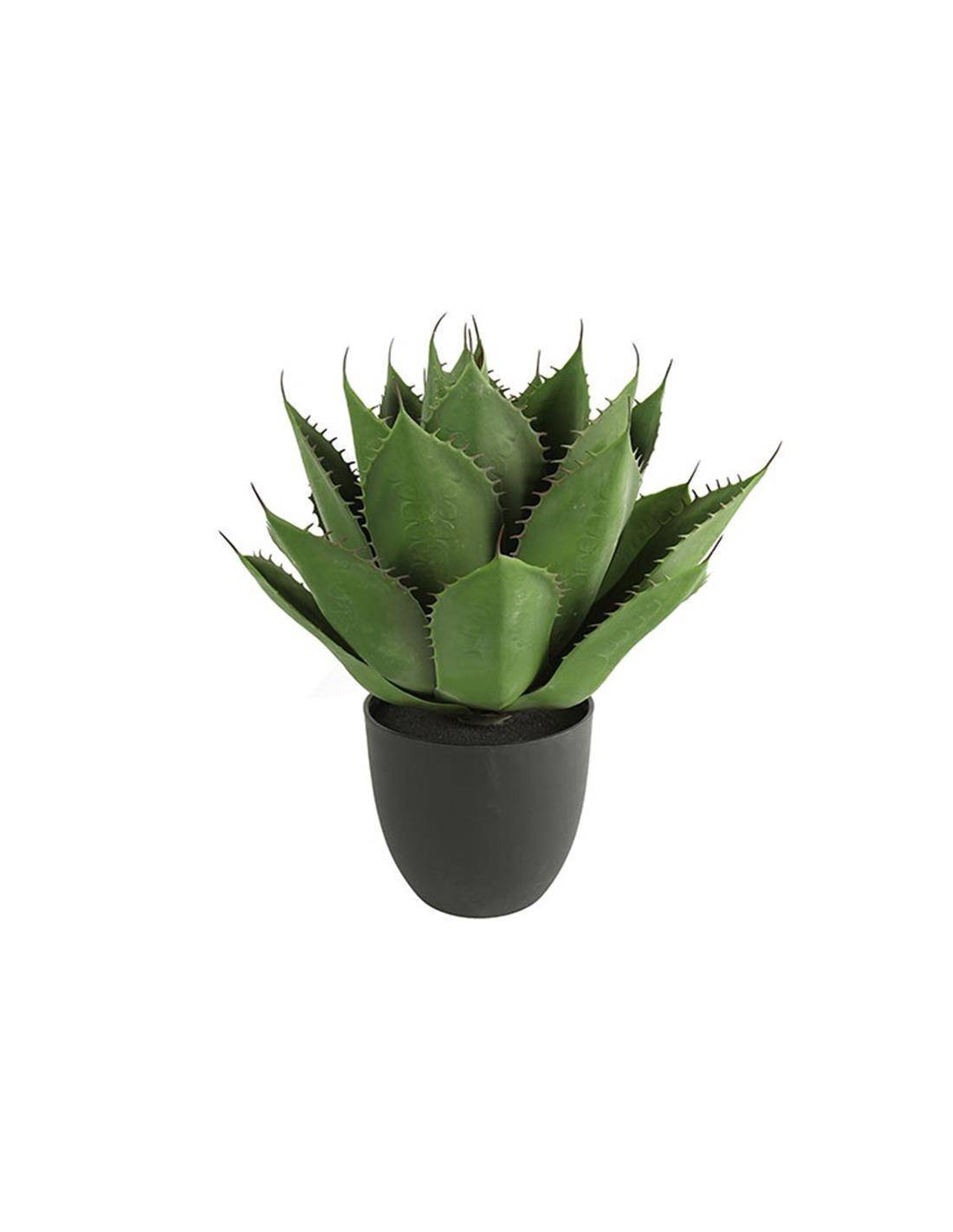 Αλόη σε κασπώ Φ45Η57cm