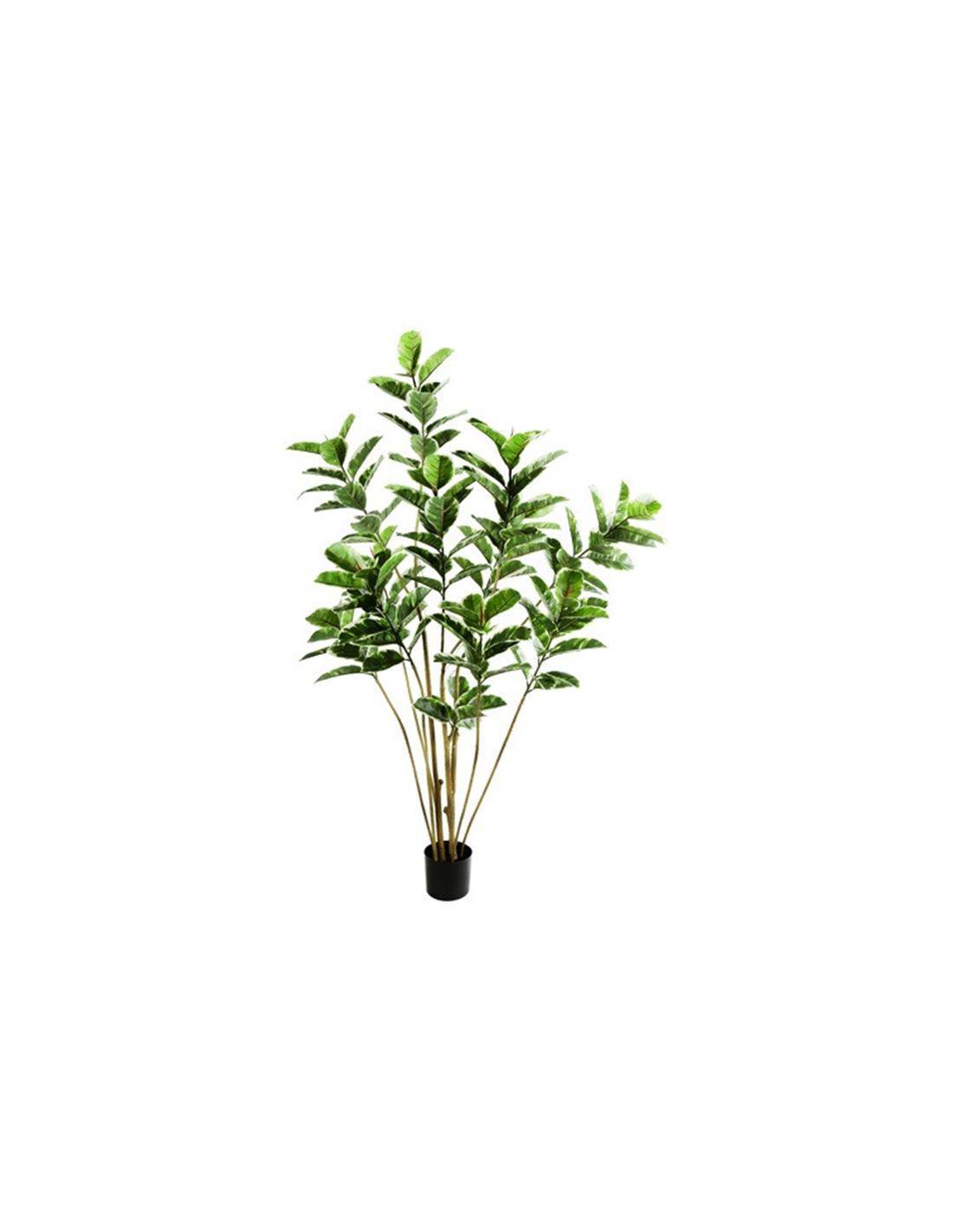 Φίκος elastica σε κασπώ 75x180cm