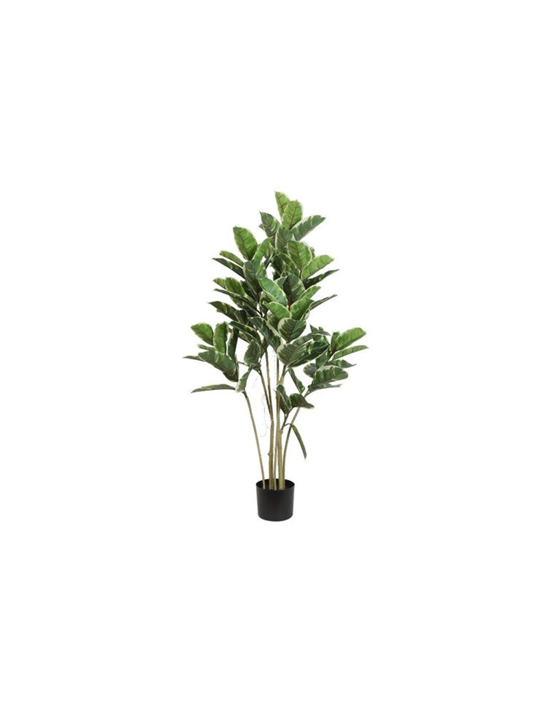 Φίκος σε κασπώ 52x62x120cm