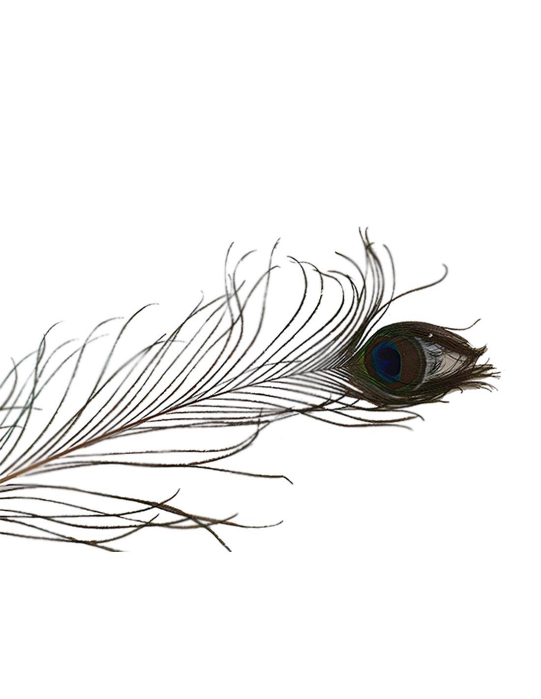 Φτερό παγωνιού 100-110εκ.