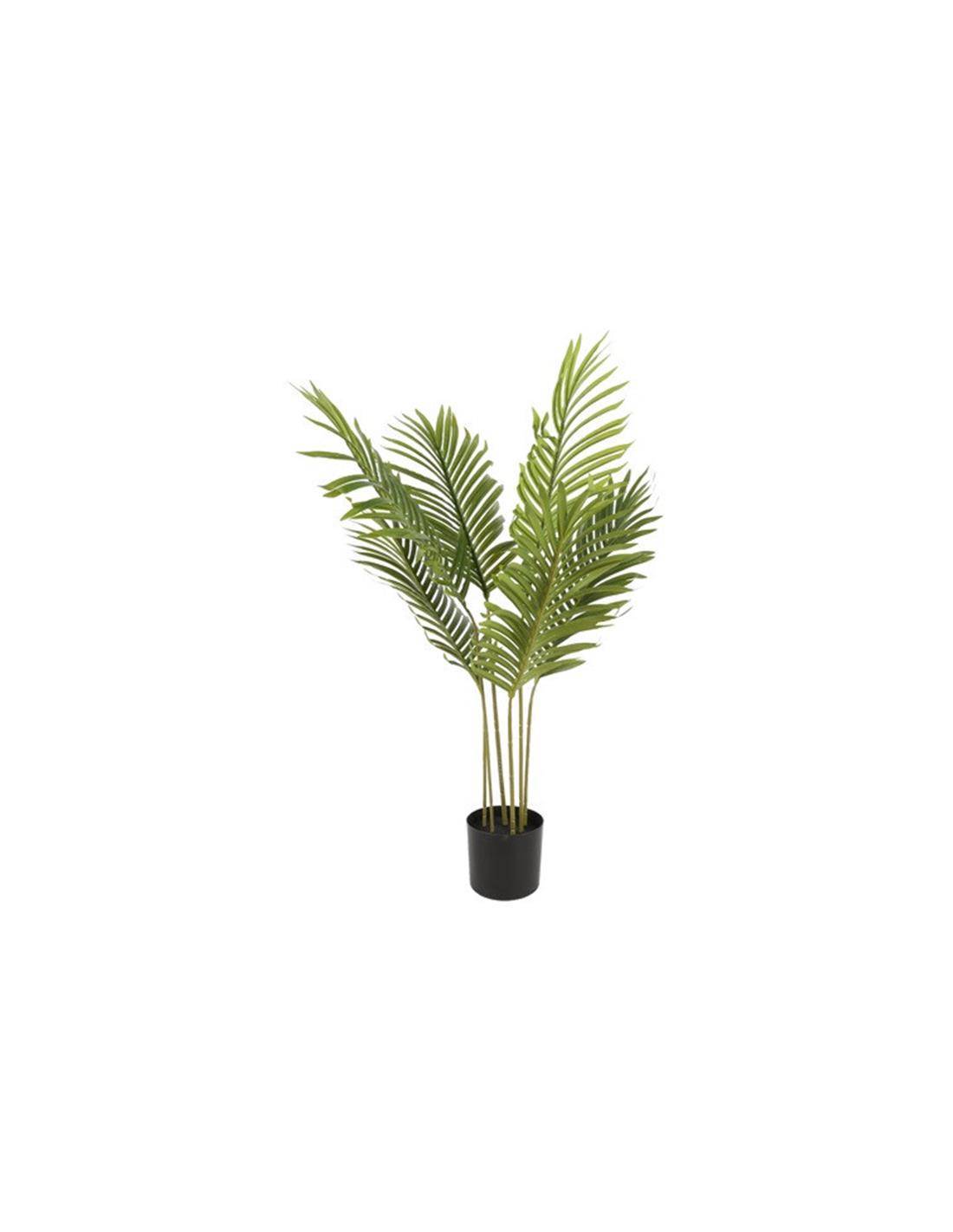 Φυτό "Kentia" σε κασπώ 50x85cm