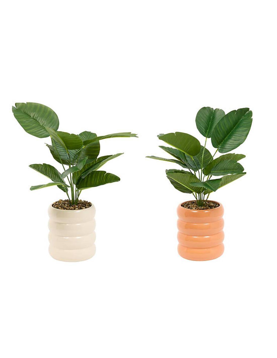 Φυτό σε κασπώ χρώματα 23,5x45cm