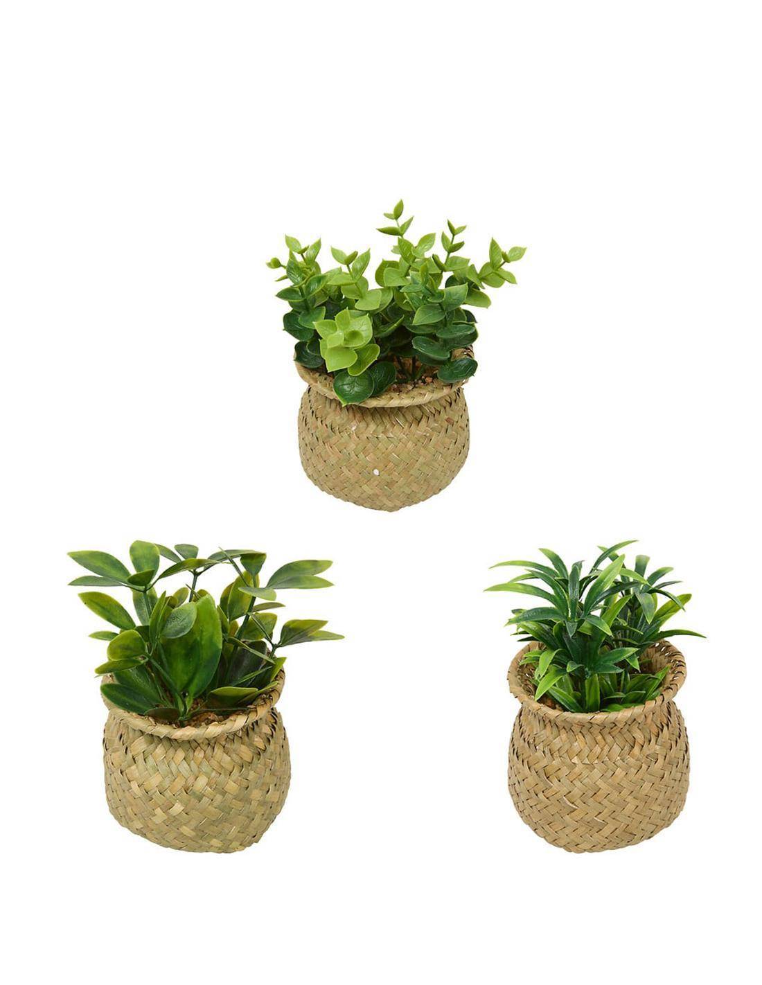 Φυτό σε ψάθινο κασπώ 3σχέδια 10x16 cm