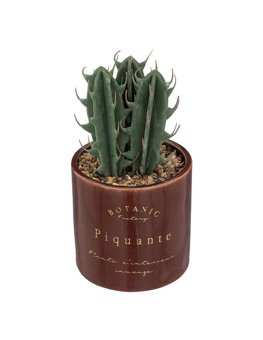 Κάκτος σε κασπώ κεραμικό 9,8x10cm
