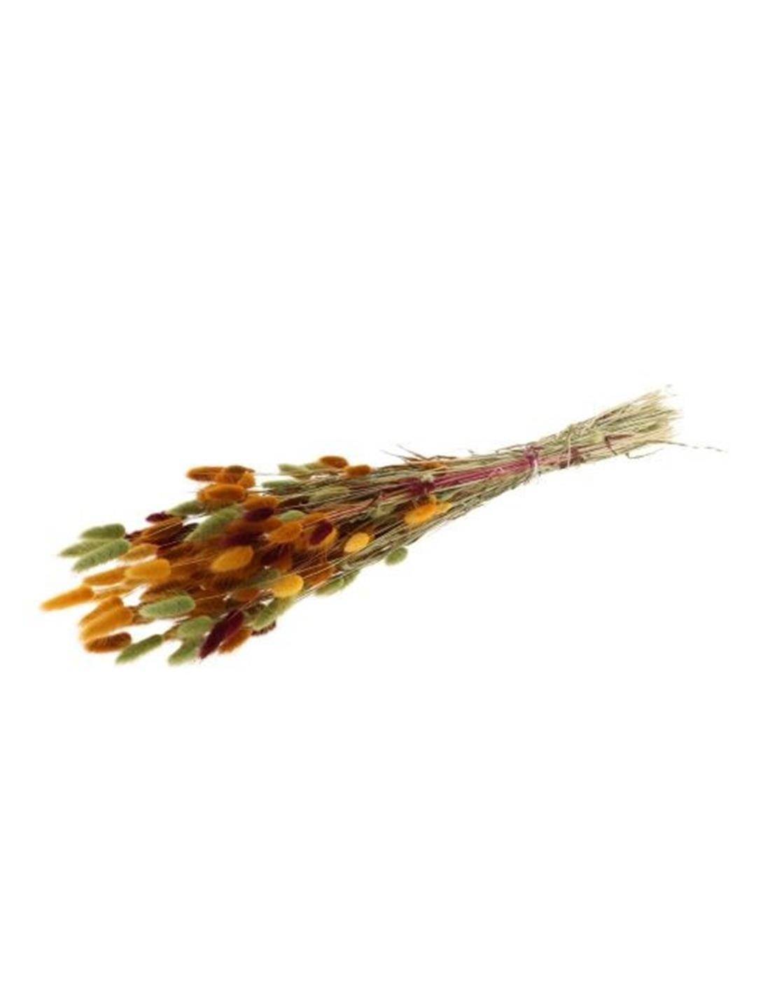 Lagurus φθινοπωρινά χρ.