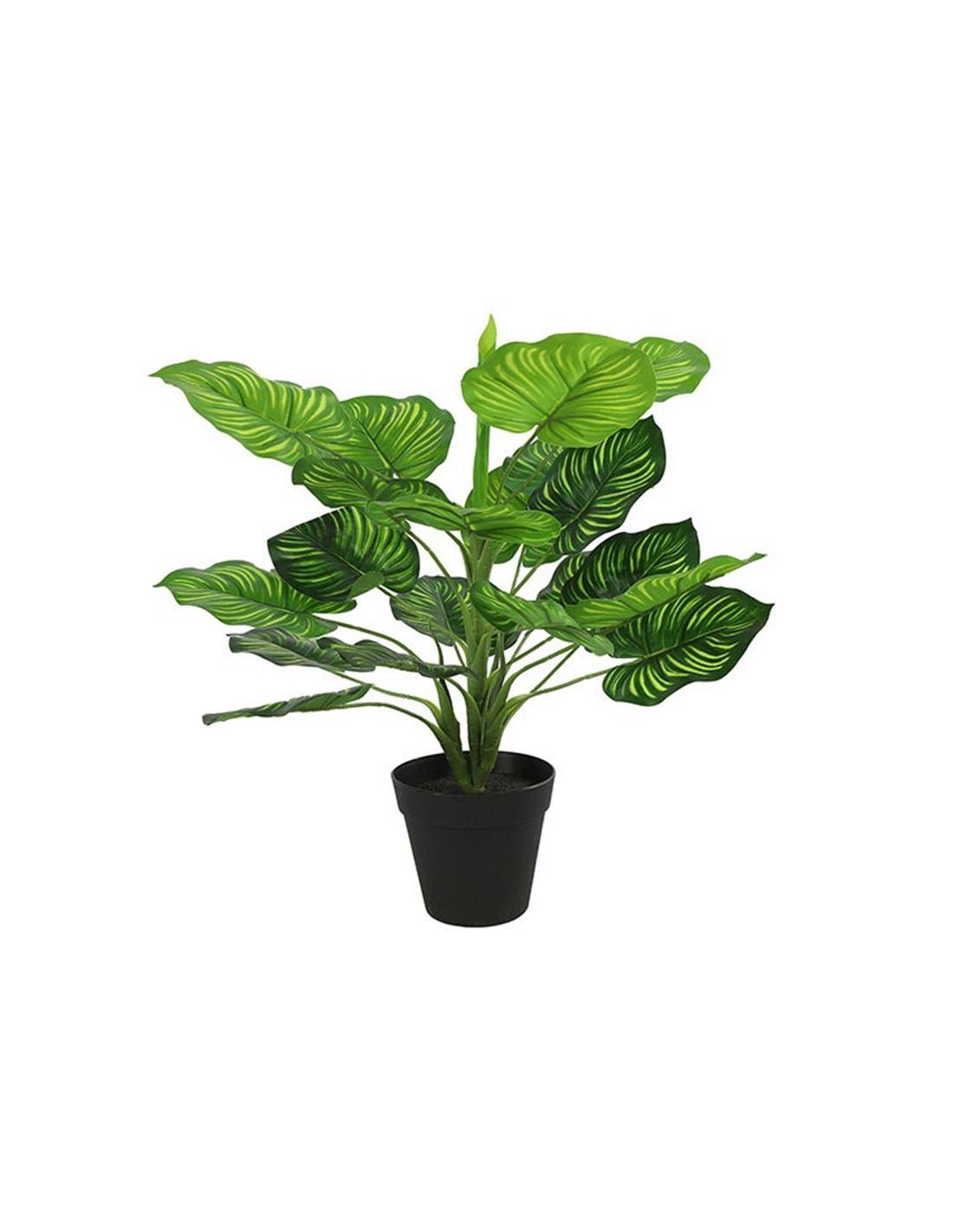 Μαράντα σε κασπώ 45εκ.