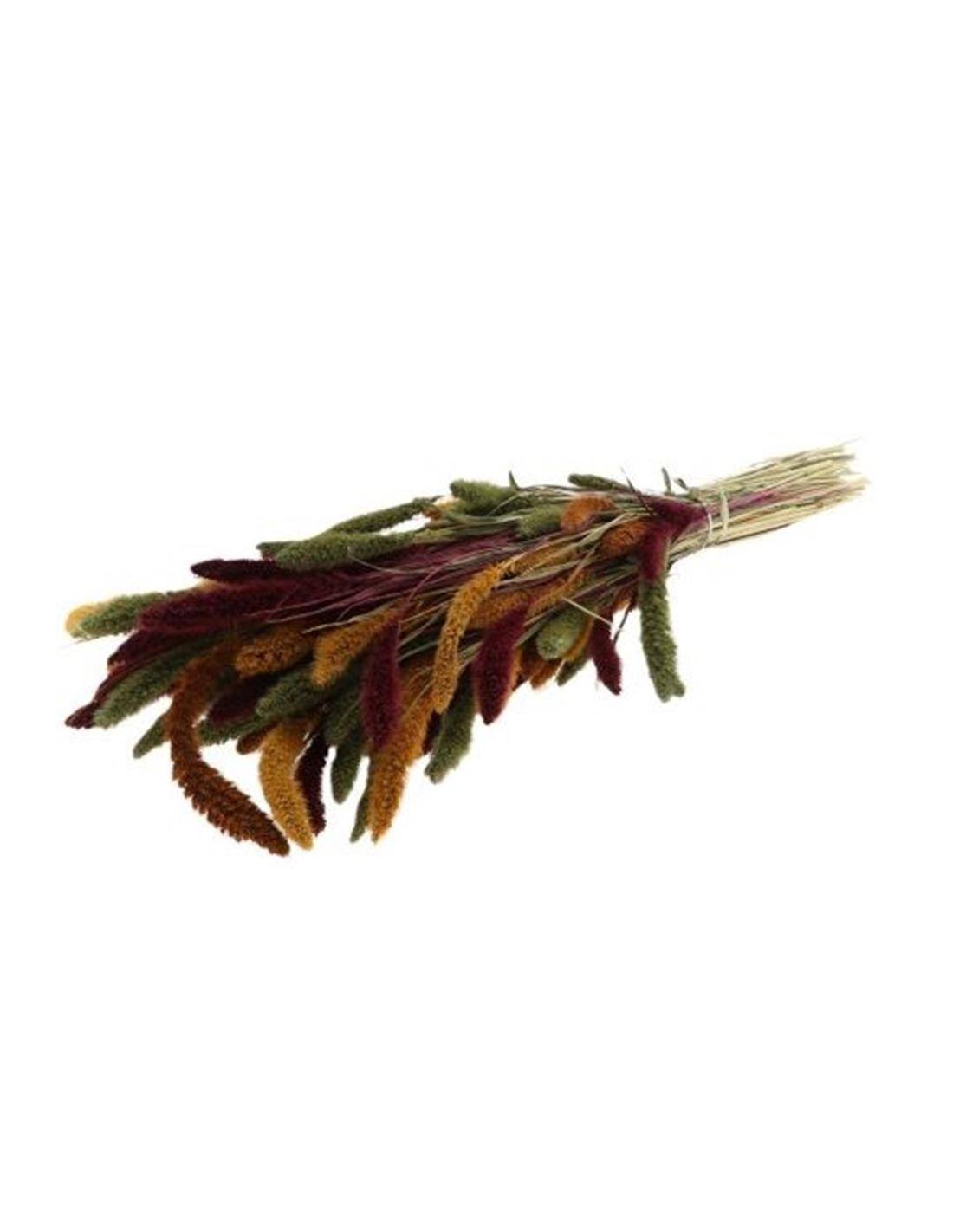 Setaria φθινοπωρινά χρ.