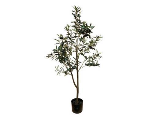 Ελιά δέντρο Η120cm