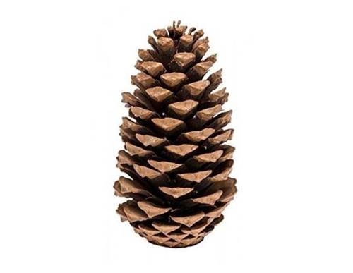 Κουκουνάρι φυσικό 20εκ.