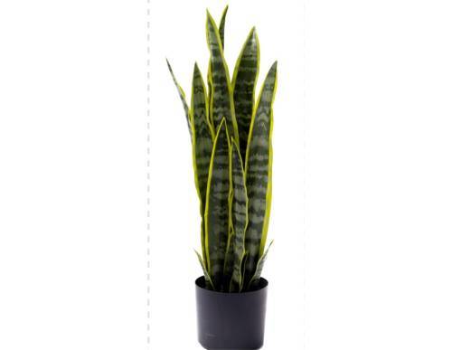 Sanseveria σε κασπώ Φ16Η68cm