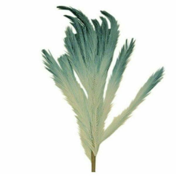 ΚΛΑΔΙ PAMPAS ΤΥΡΚΟΥΑΖ-ΜΠΛΕ 10641 100EK ART ET LUMIERE