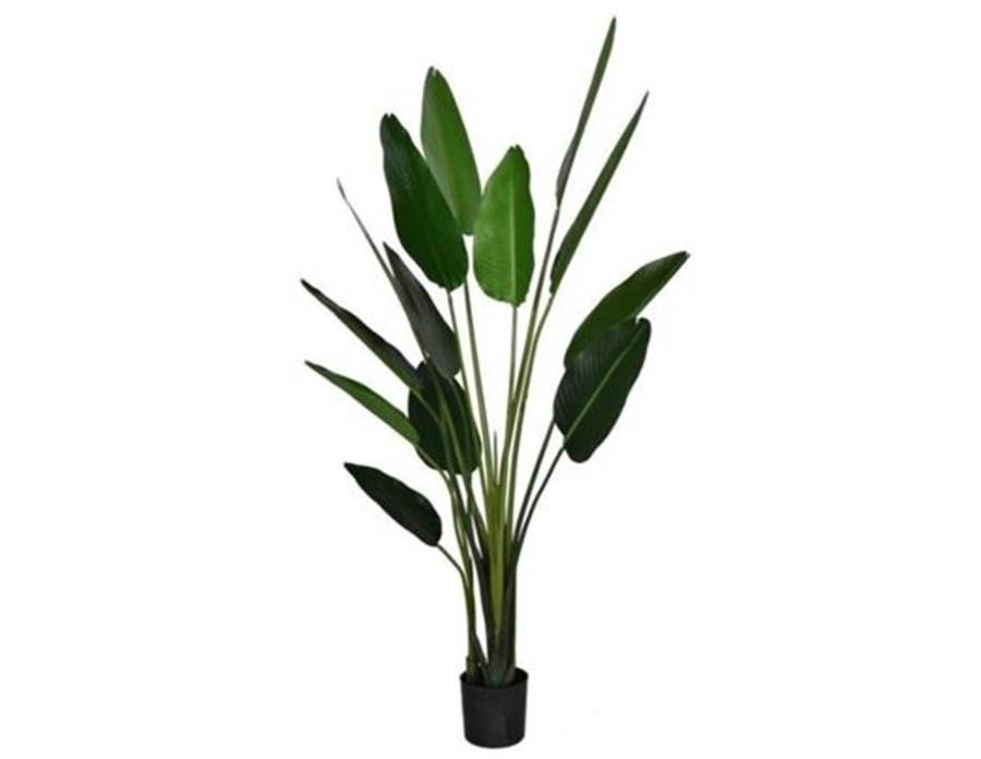 Φυτό Στρελίτζια σε κασπώ 260εκ.