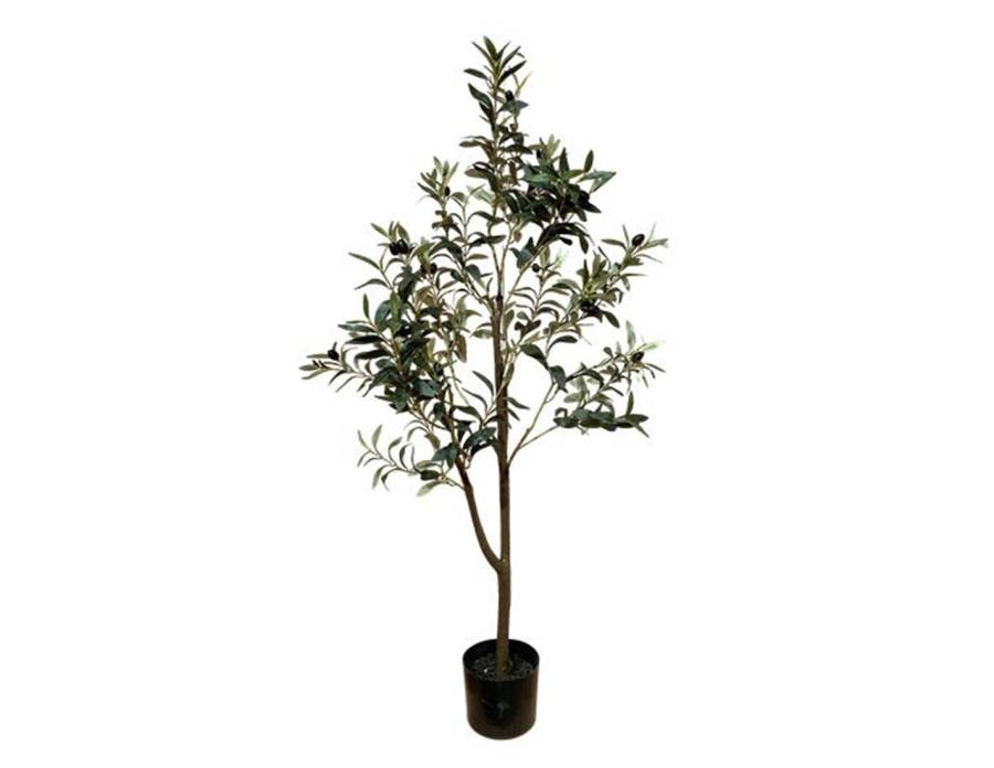 Ελιά δέντρο Η120cm