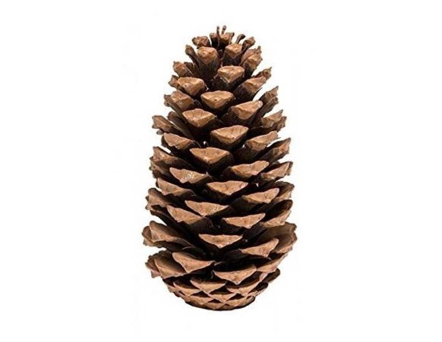 Κουκουνάρι φυσικό 20εκ.