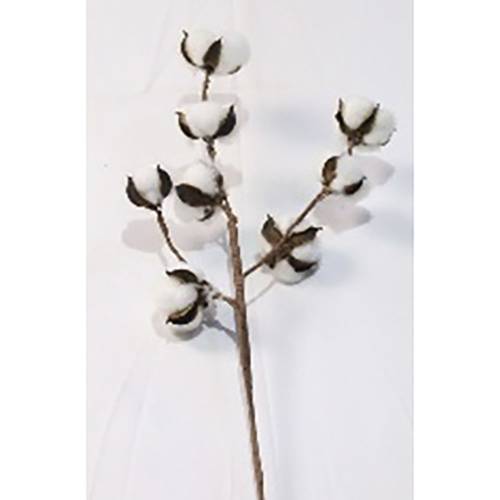 ΚΑΦΕ ΚΛΑΔΙ ΜΕ ΒΑΜΒΑΚΙ 83ΕΚ