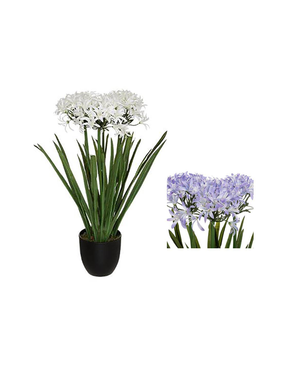 Αγκάπαθος σε κασπώ 66εκ. 2χρ.