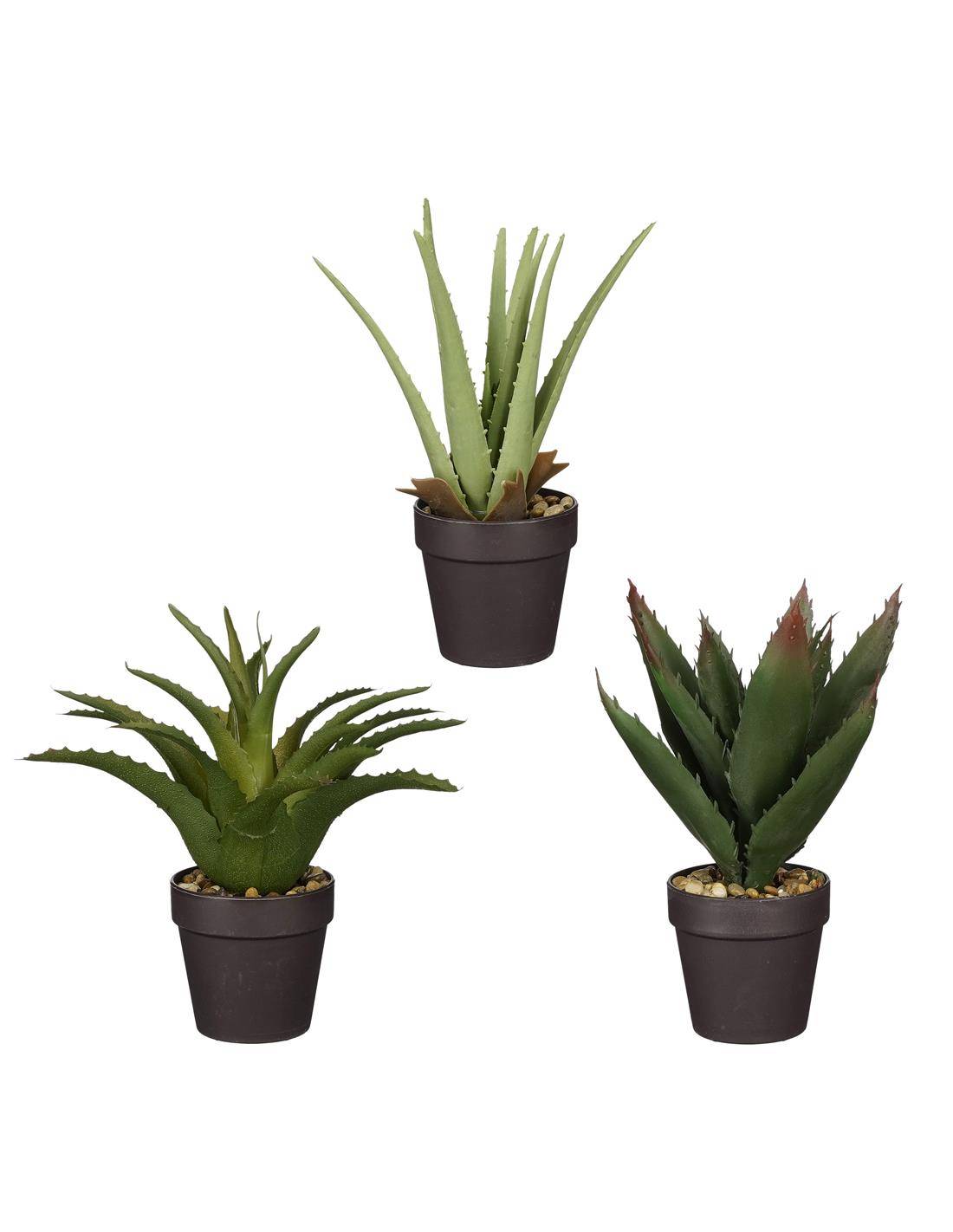 Αλόη σε κασπώ 3σχ. 27εκ.