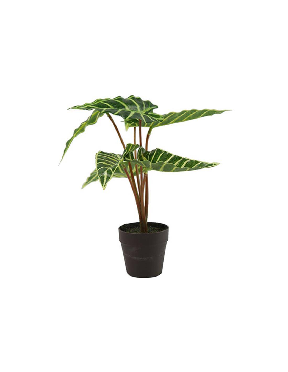 Αλοκάσια σε κασπώ 24εκ.