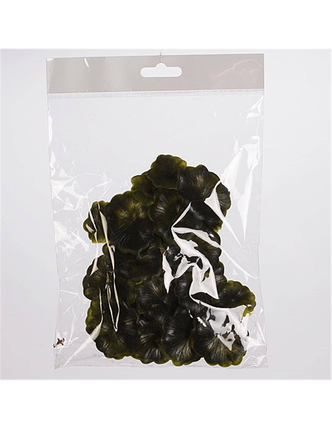 Φύλλα waterplant επιπλέοντα χρ.πράσινο