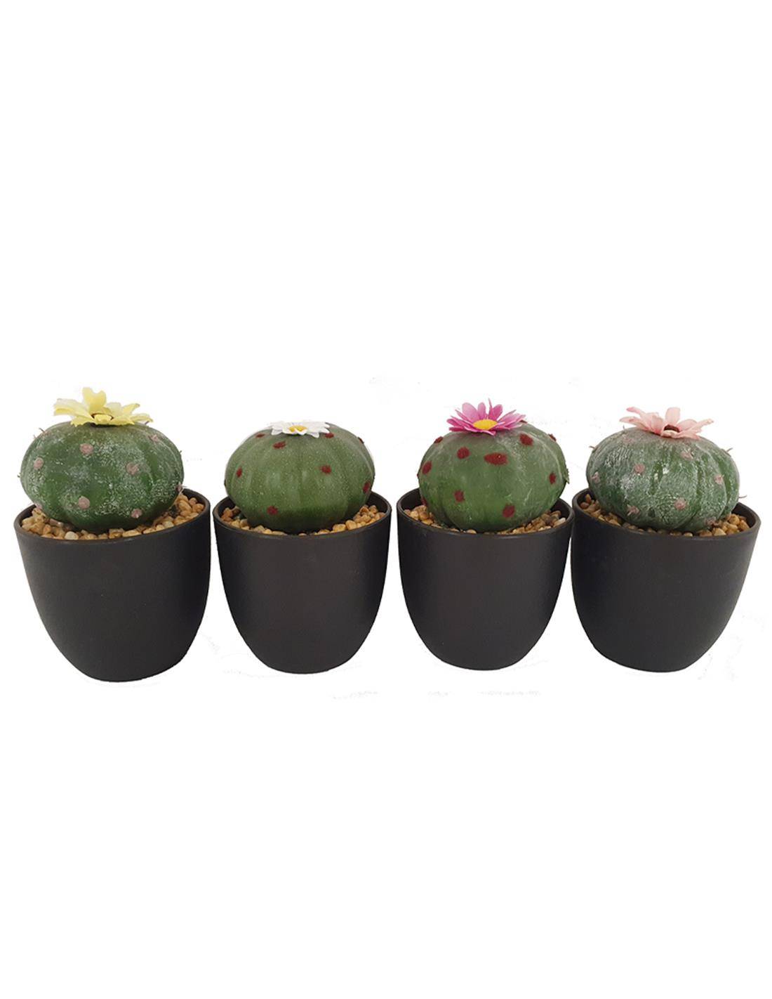 Κάκτος σε κασπώ με 4 χρ.λουλούδι 16εκ.