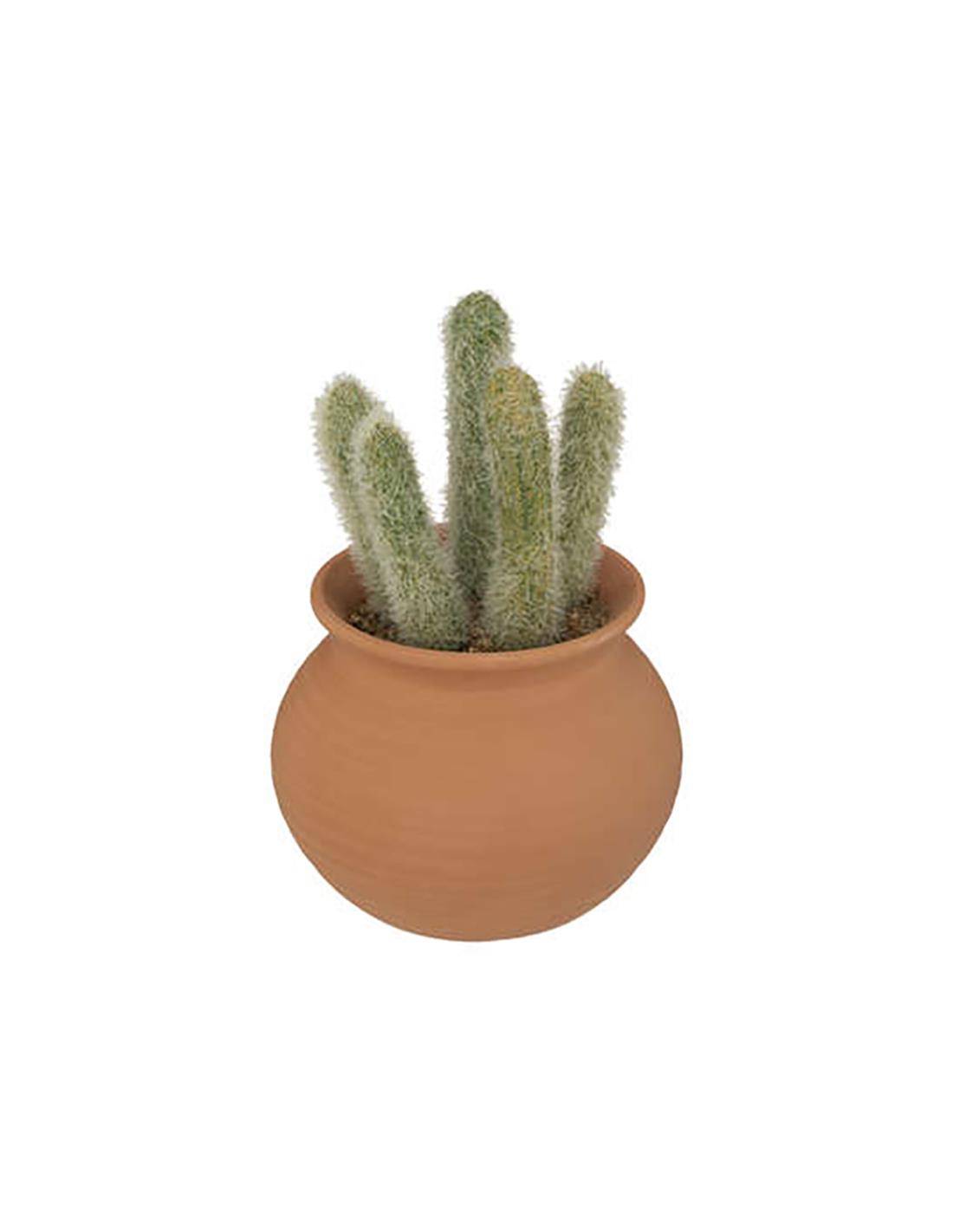 Κάκτος σε κεραμ.κασπώ 17Χ8, 2σχ.