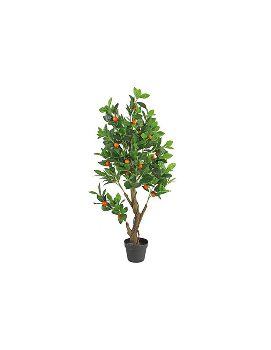 Κίτρο δένδρο σε κασπώ 50Χ120