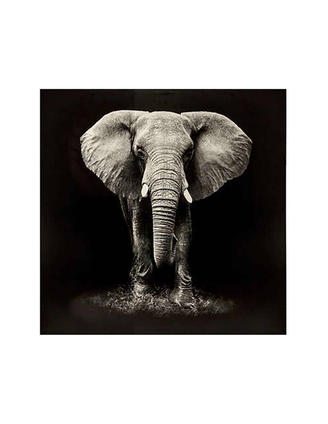 Πίνακας καμβάς ELEPHANT 100X100