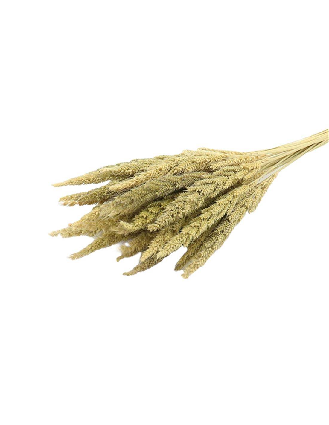 Pinion Grass NATURAL