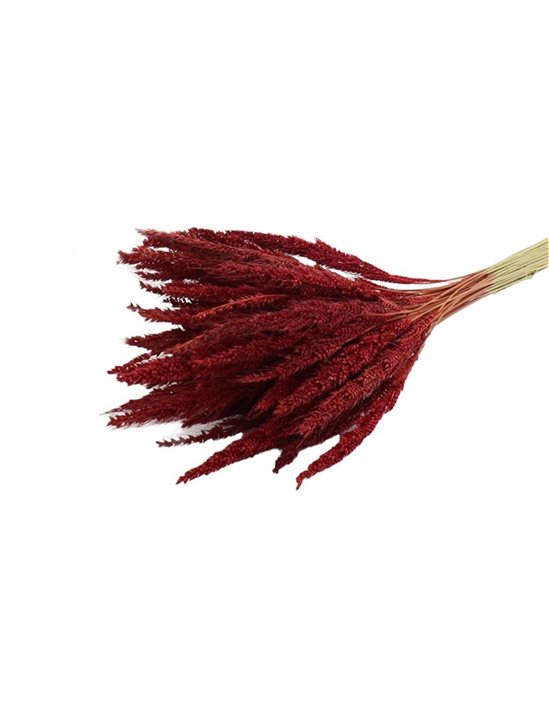 Pinion Grass Slv RED