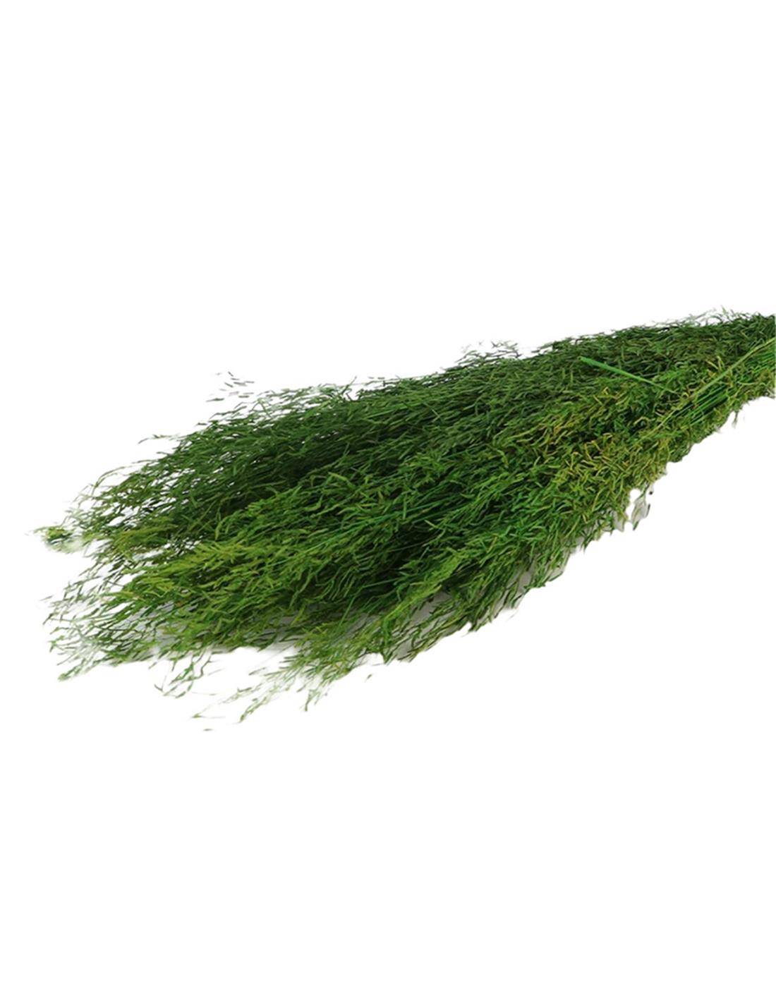 MUNNI GRASS 100GR GREEN
