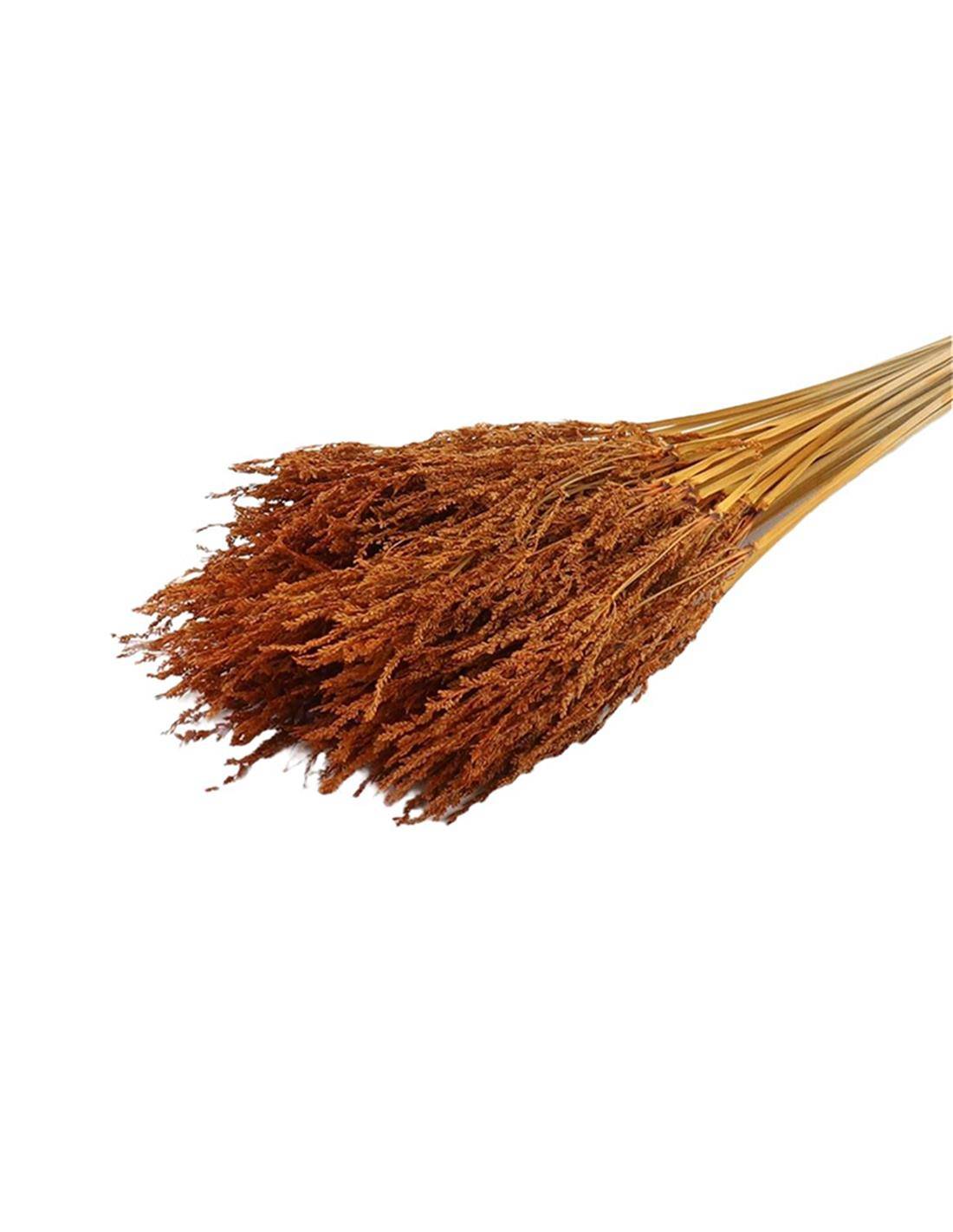 Umbrella Sedge Sm Slv ORANGE