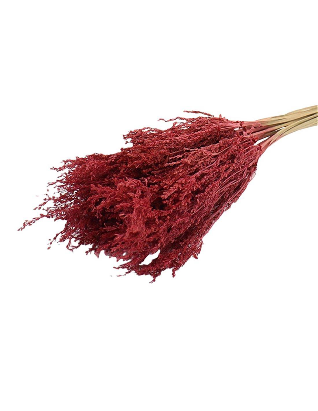 Umbrella Sedge Sm Slv RED