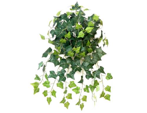 Κρεμαστός κισσός 180φυλ.