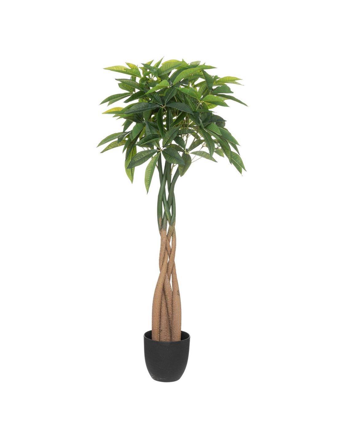 Παχίρα πρασινάδα σε κασπώ 110εκ.