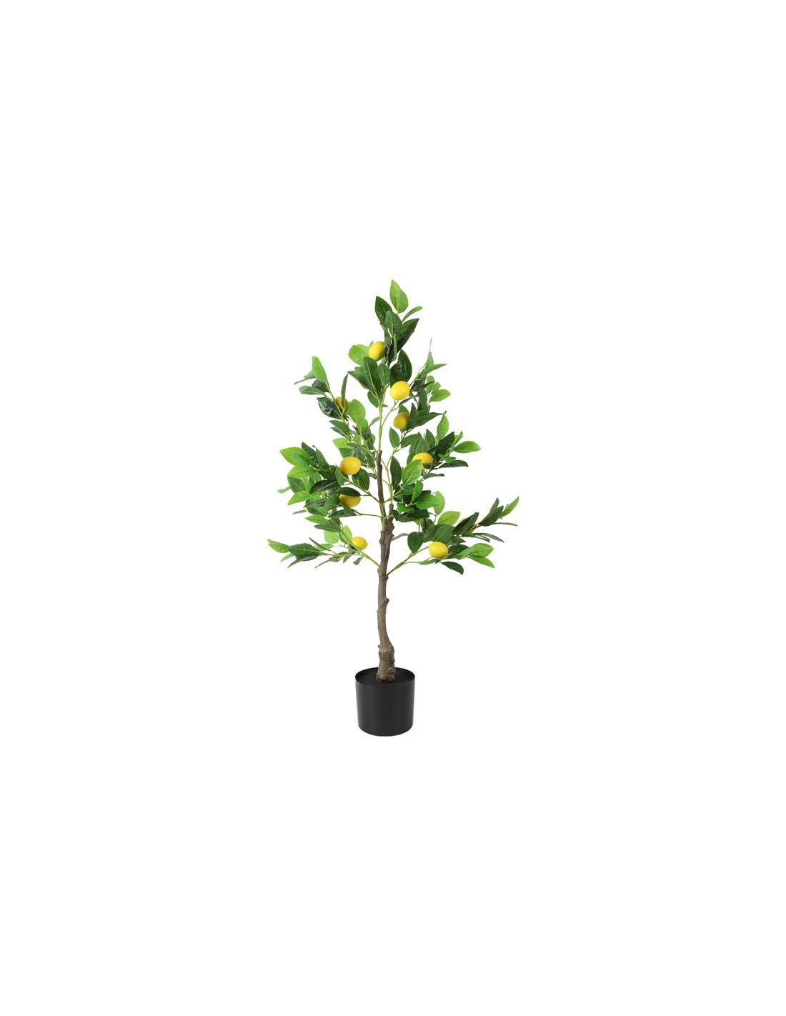 Κίτρο δένδρο (λεμονιά )σε κασπώ 90εκ.