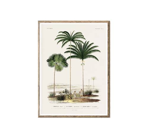 Πίνακας γκραβούρα φοίνικες, 50x70cm PI333
