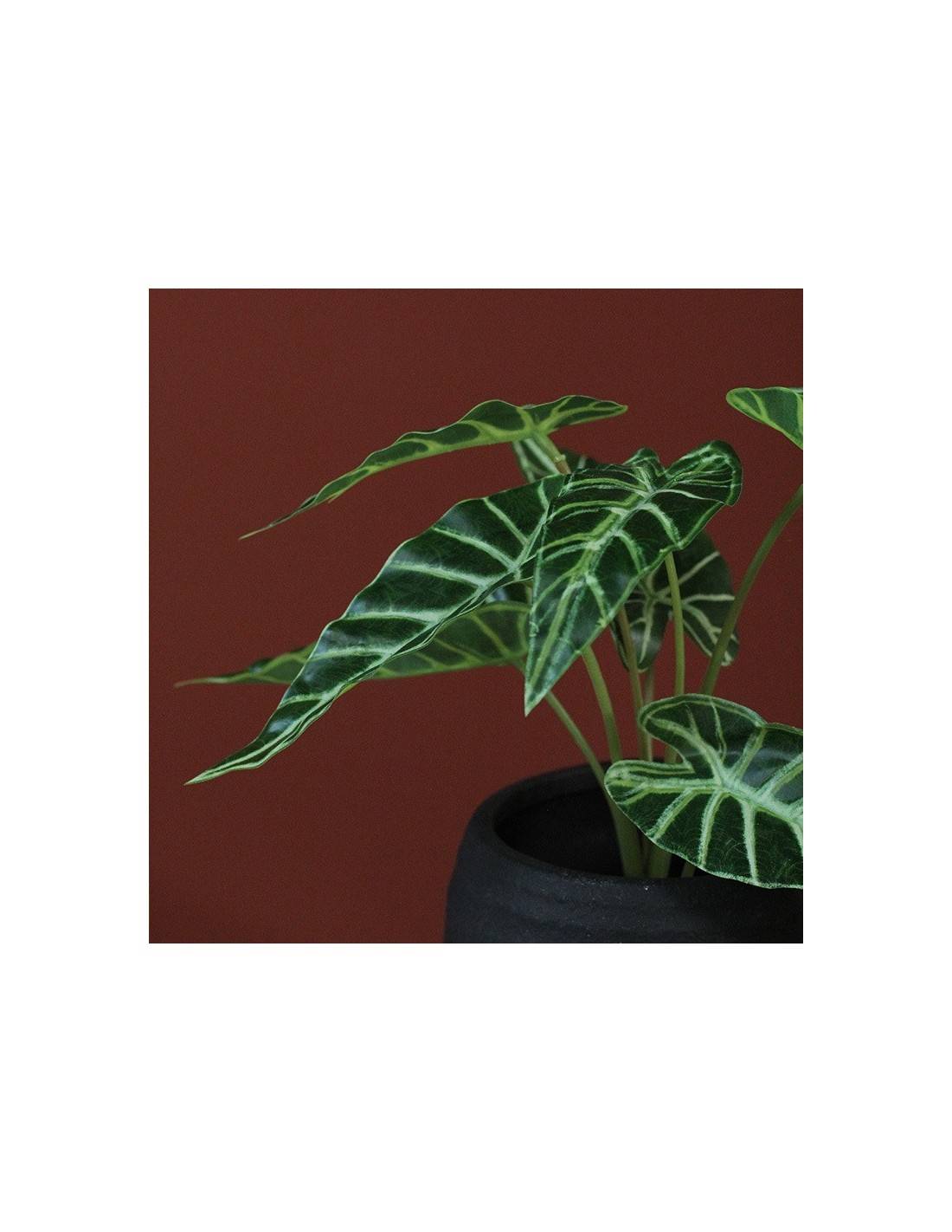 Αλοκάσια σε κασπώ 24εκ.