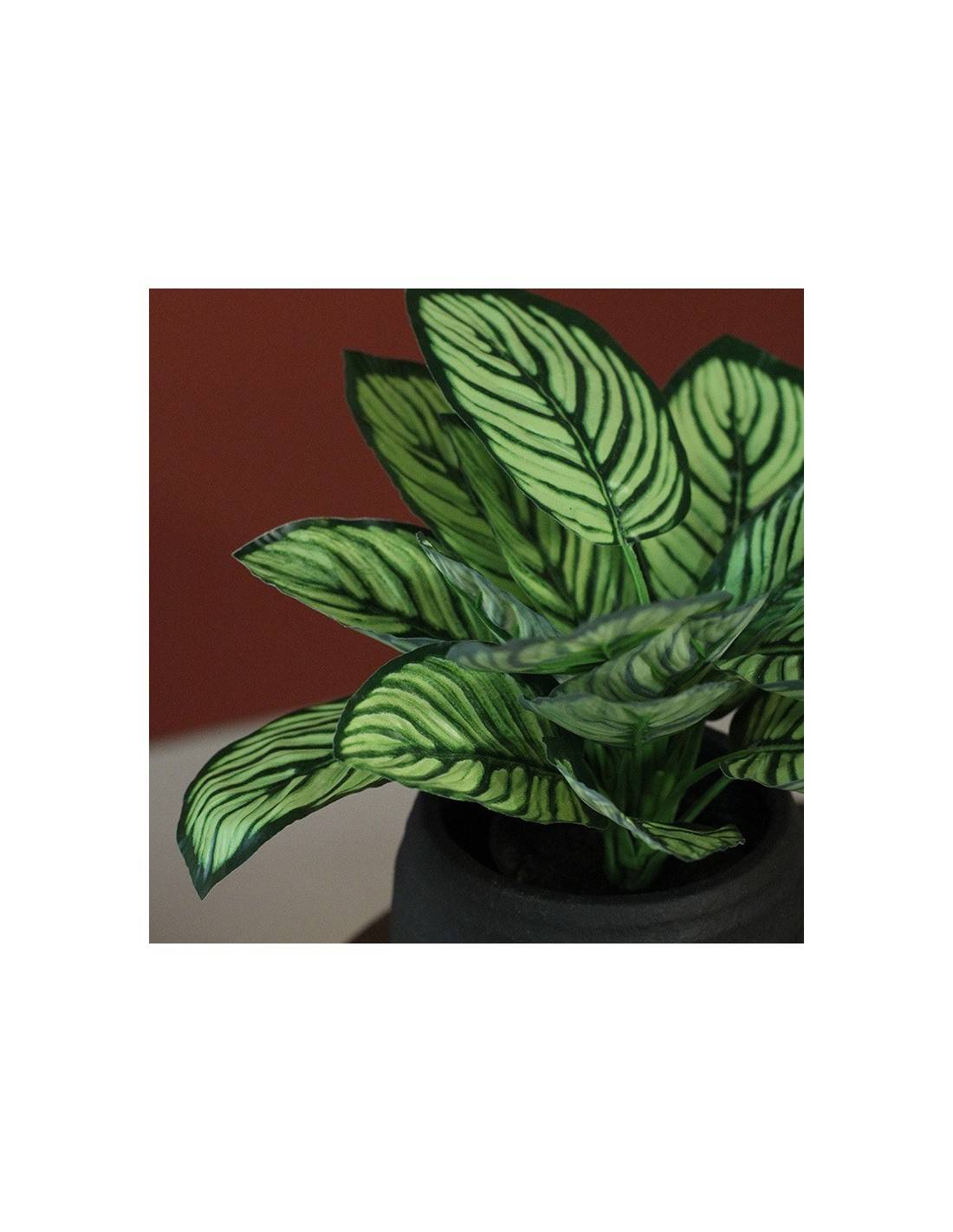 Καλαθέα σε κασπώ 28εκ.