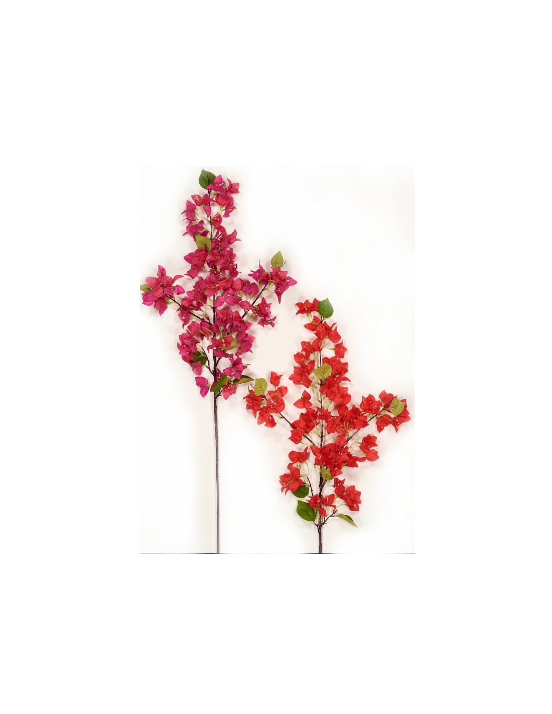 Kλαδί βουκαμβιλια  115cm