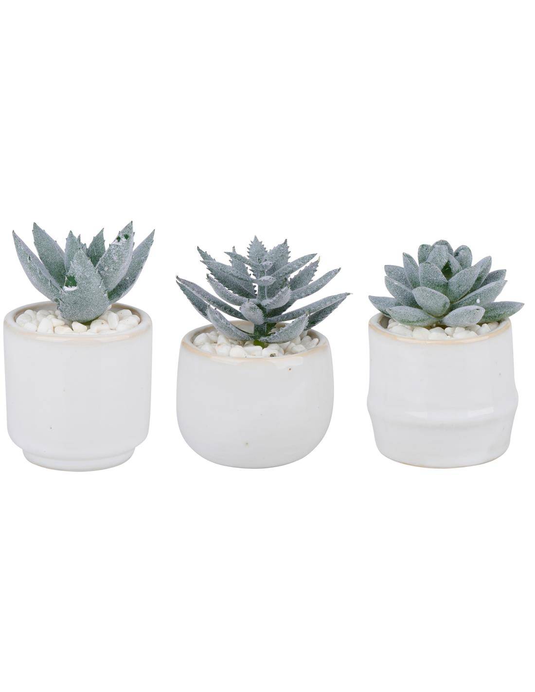 παχύφυτο σε κασπώ κεραμ.λευκό 3σχέδια 6x10cm