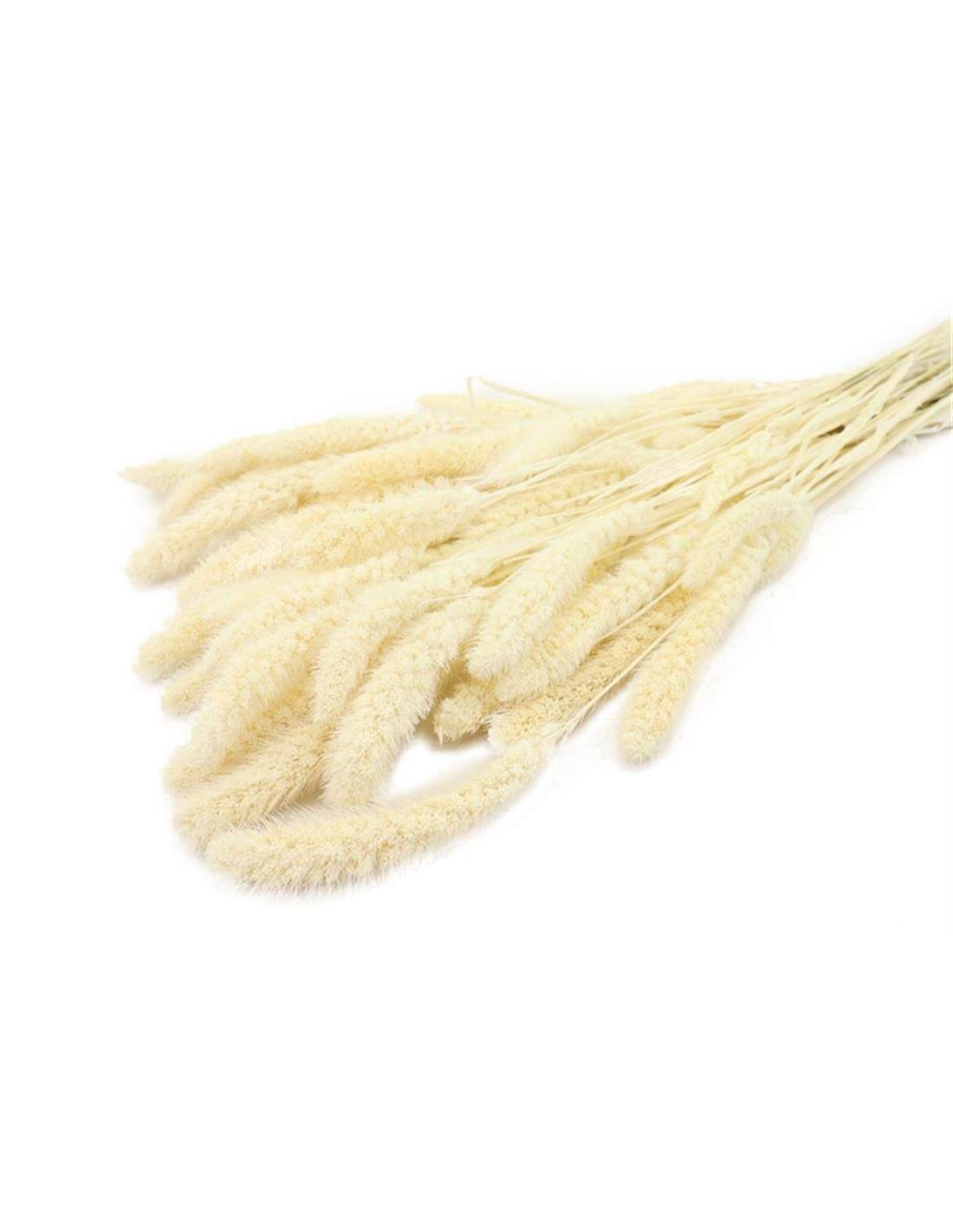 Setaria φυσικό Η70cm