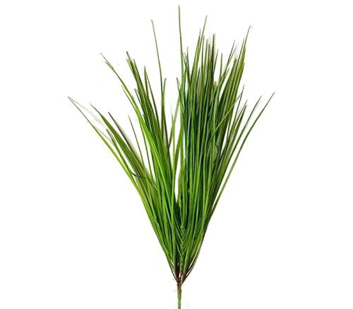 Monkey grass, 52cm FL140